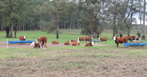 Novillitos descansando durante las lluvias en el feedlot ecológico.