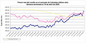 Línea morada, precio semanal deflacionado del novillo (en pesos de hoy) y línea azul, precio nominal de cada semana.