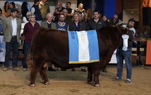 Supremo Gran Campeón Macho.