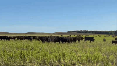 Vacas con cría en sorgo forrajero.