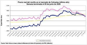 Línea morada: precios deflacionados a valor de hoy; línea azul: precios nominales; línea amarilla: promedios móviles de 52 semanas para el precio real del novillo.