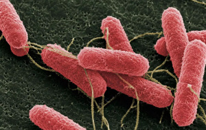 Representación ilustrativa de la bacteria Escherichia coli generada con inteligencia artificial mediante ChatGPT (OpenAI). Fuente: INTA.