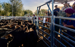 Remate de Terneras Angus Certificadas.